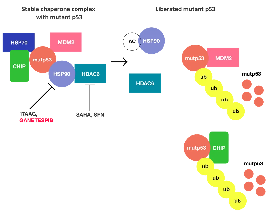 Scheme: Hsp90 inhibition destabilises mutant p53 and leads to its degradation by MDM2 and CHIP